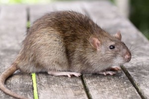 African giant rat