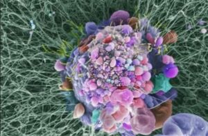Ageing Cells - Oncology News Australia