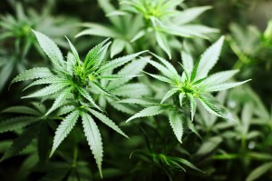 cannabis background