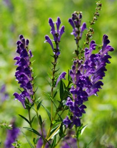 Chinese skullcap_wikipedia