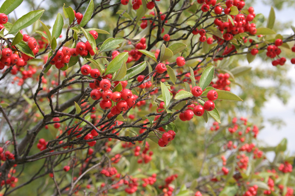 Choke-Berries oncology news australia