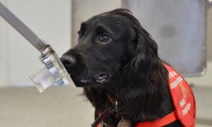 Dog trained to detect cancer by smell