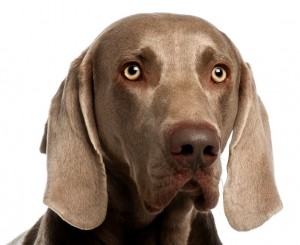 Dog_oncologynews_800x600