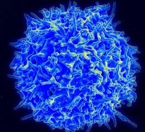 Encouraging Human T Cells