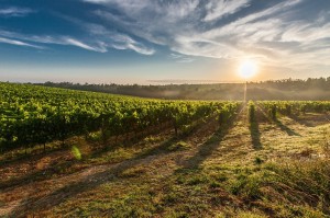 Italy vineyard rural_oncology news australia