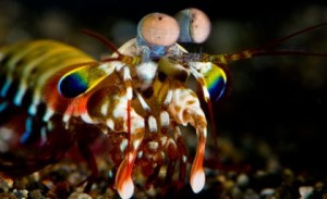 Mantis-shrimp-Image-Roy-Caldwell