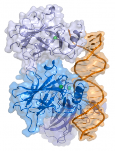 P53 tumour protein_oncology news australia
