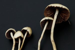 Psilocybin magic mushrooms dark background_oncology news australia