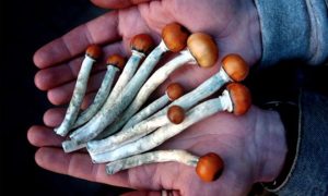 Psilocybin magic mushrooms_oncology news australia