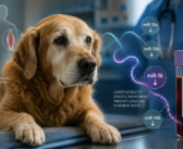 Could dogs’ circulating microRNAs help unlock earlier detection of cachexia?