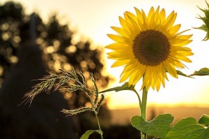 Sunflower_oncology news australia
