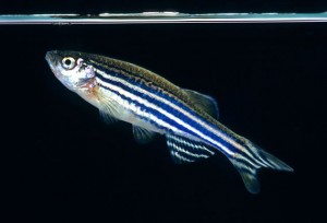 Zebrafish_oncology news australia