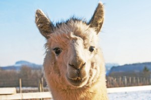 Alpaca