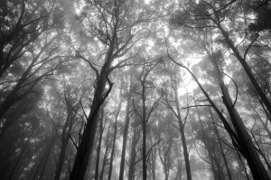 Forrest Tree Tops