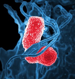bacteria red green microbiology microbes_oncology news australia