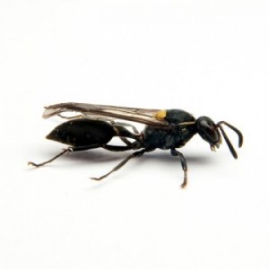 brazillian wasp