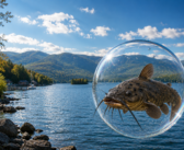 Transmissible cancer discovered in fish in US and Canada