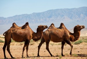 camel_oncology news australia_800x500