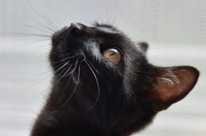 cat kitten animal research black_oncology news australia
