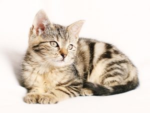 cat kitten animal research light_oncology news australia