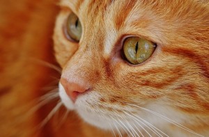 cat oncology news australia