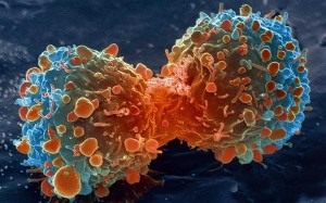 cell cancer_oncologynews.com.au