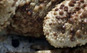 chan su chinese medicine
