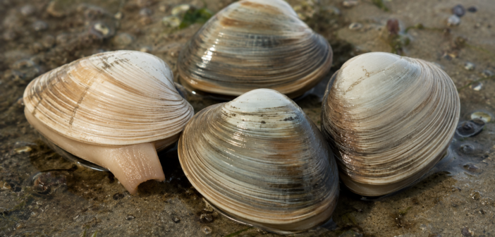 Contagious cancer likely crossed an ocean, triggering severe outbreak in Pacific Northwest clams