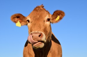 cow dairy stock outdoor_oncology news australia