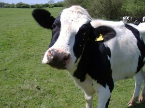 cow_bovine_oncology news australia