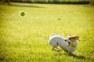 dog ball park outdoor_oncology news australia