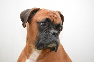 dog boxer breed_oncology news australia