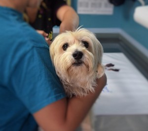 dog clinical trial concept vet comparative oncology_oncology news australia