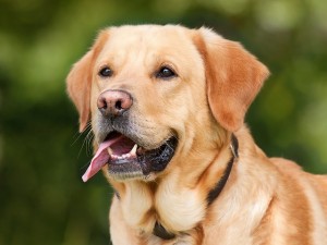 dog_green background_oncology news australia