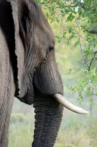 elephant side view_oncology news australia