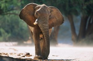 elephant_oncology news australia