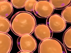 fat cells_oncology news australia