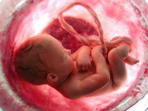 fetus umbilical cord womb uterus concept_oncology news australia