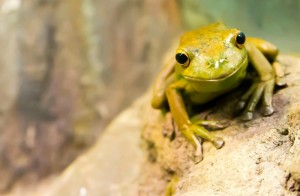 frog_oncology news australia