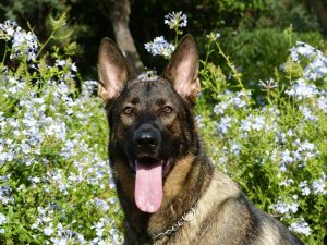 german-shepherd oncology news australia
