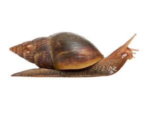 giant snail oncology news australia chemo brain 800x600
