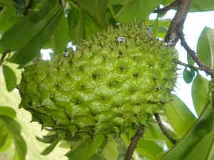 guayabano fruit_oncology news australia