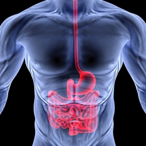 the human body by X-rays. intestine highlighted in red.