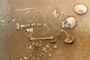 human skeleton