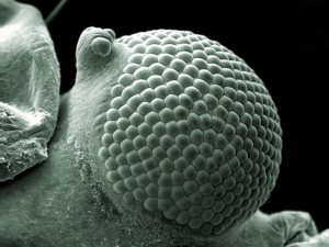 B0009857 Greenfly eye, SEM
