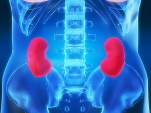 kidneys oncologynews.com.au