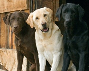 lab retriever dog_oncology news australia_800x500