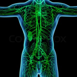 lymphatic system_oncology news australia