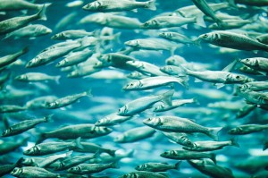 mackeral_oncology news australia_fatty fish_800x500