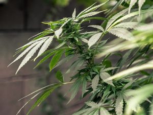 medical marijuana cannabis THC_oncology news australia